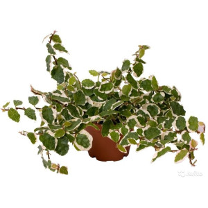 Фикус   Белый Санни 10 см.